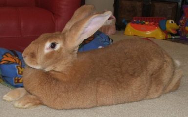 Flemish giant fawn doe scaled