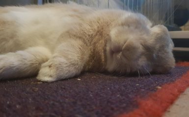 Rabbit Sleeping