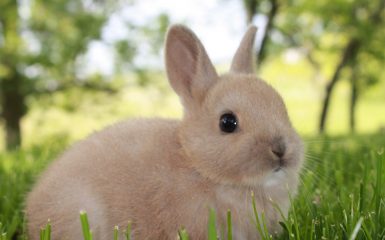 Dwarf Rabbit