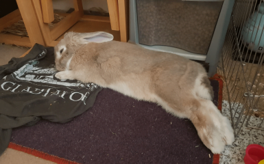 Rabbit sleeping laying down