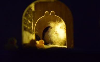 Angora Rabbit