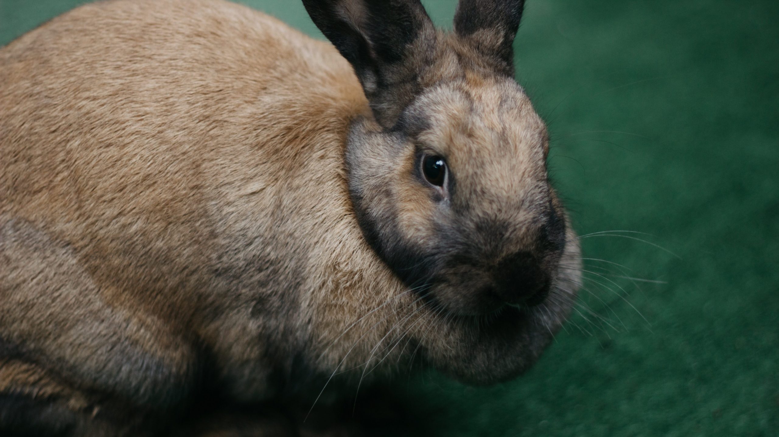 Rabbit Pregnancy