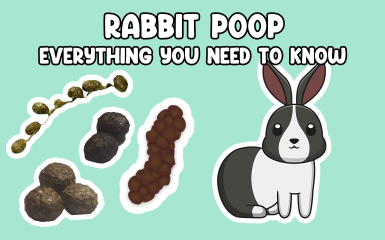 Rabbit Poo