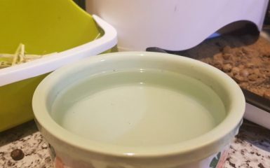 Ceramic Water Bowl