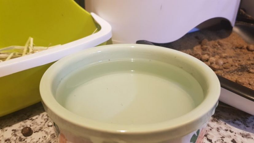 Ceramic Water Bowl