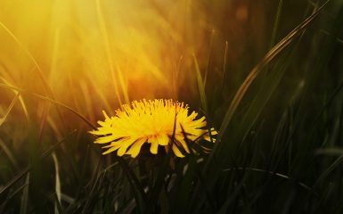 Dandelions