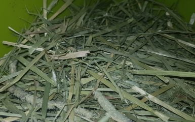 How to store Rabbit Hay