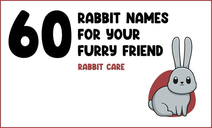 60 Rabbit Names