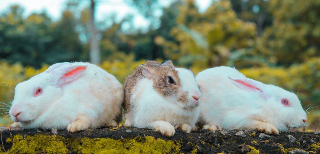 Picking a rabbits name