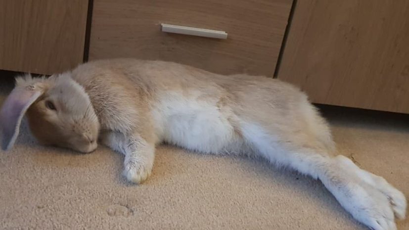 Link The Rabbit laying on the floor relaxing