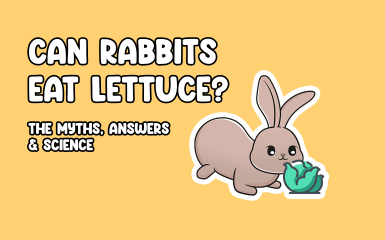 Can Rabbits Eat Lettuce