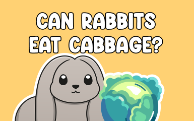 Can rabbits eat cabbage