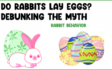 Do rabbits lay eggs