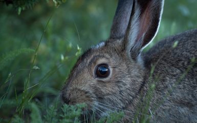 Rabbit Predators