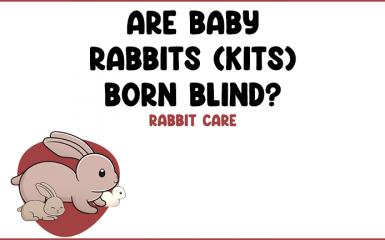 Are baby rabbits (Kits) born blind