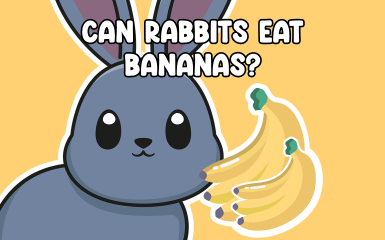 Can Rabbits Eat Bananas