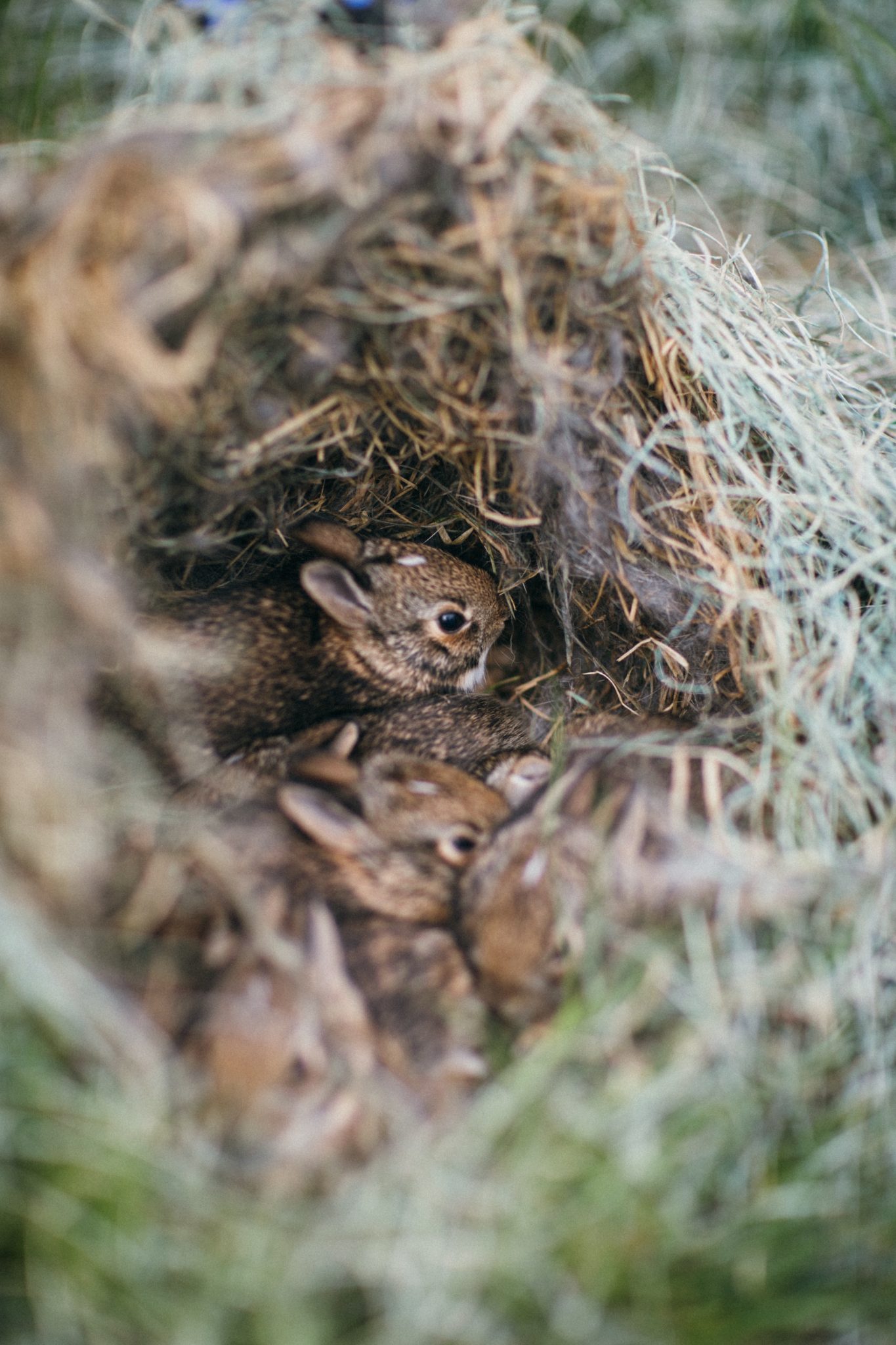 are-baby-rabbits-kits-born-blind-cottontail-club