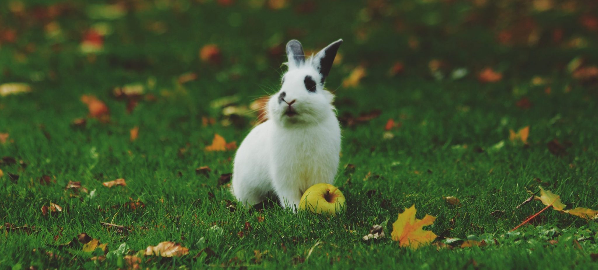 Can Rabbits Eat Apples? Cottontail Club