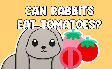 Can Rabbits Eat Tomatoes?