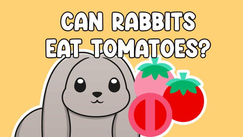 Can Rabbits Eat Tomatoes?