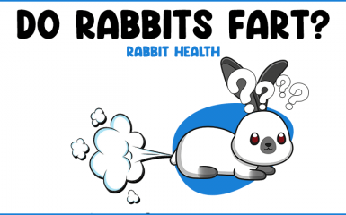 Rabbit confused at fart