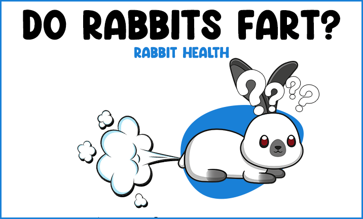 Rabbit confused at fart