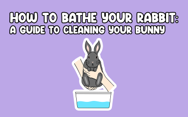 How to bathe your rabbit