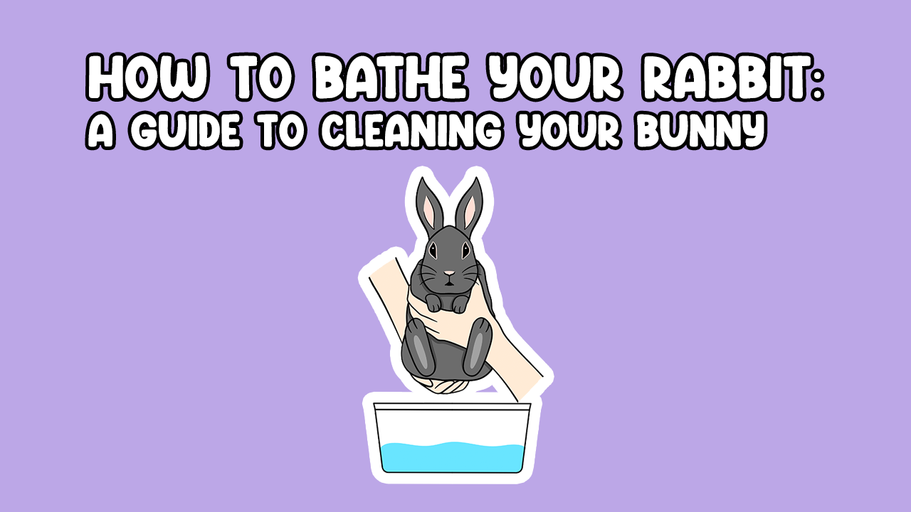 How to Bathe your Rabbit Clean your Bunny Cottontail Club