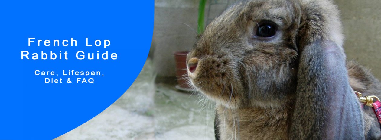 French Lop Breed Care Guide