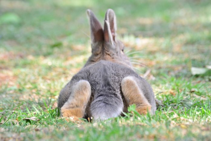Rabbits Farts: Should You Be Concerned 