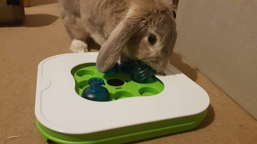 Rabbit playing with toy