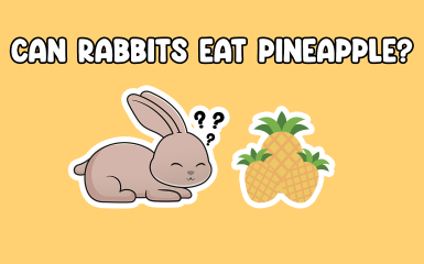 Can Rabbits Eat Pineapple