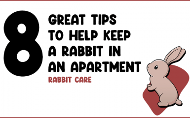 8 Great tips to help keep a rabbit in an apartment