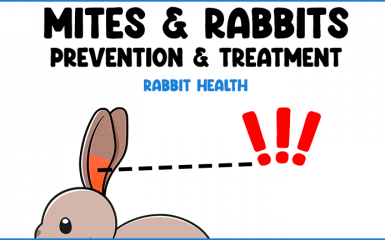 Rabbit Mites