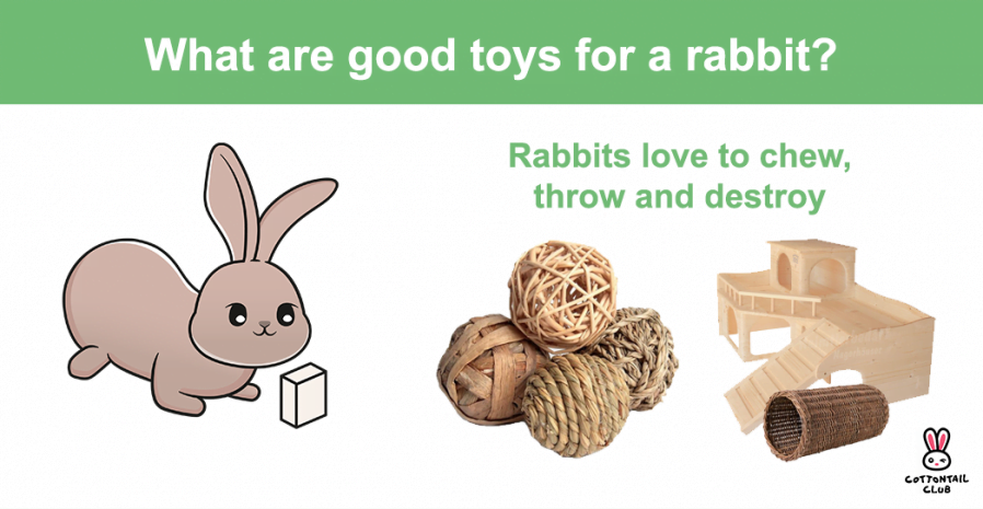 Rabbit Enrichment