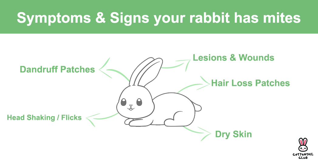 Mites & Rabbits Prevention & Treatment Cottontail Club