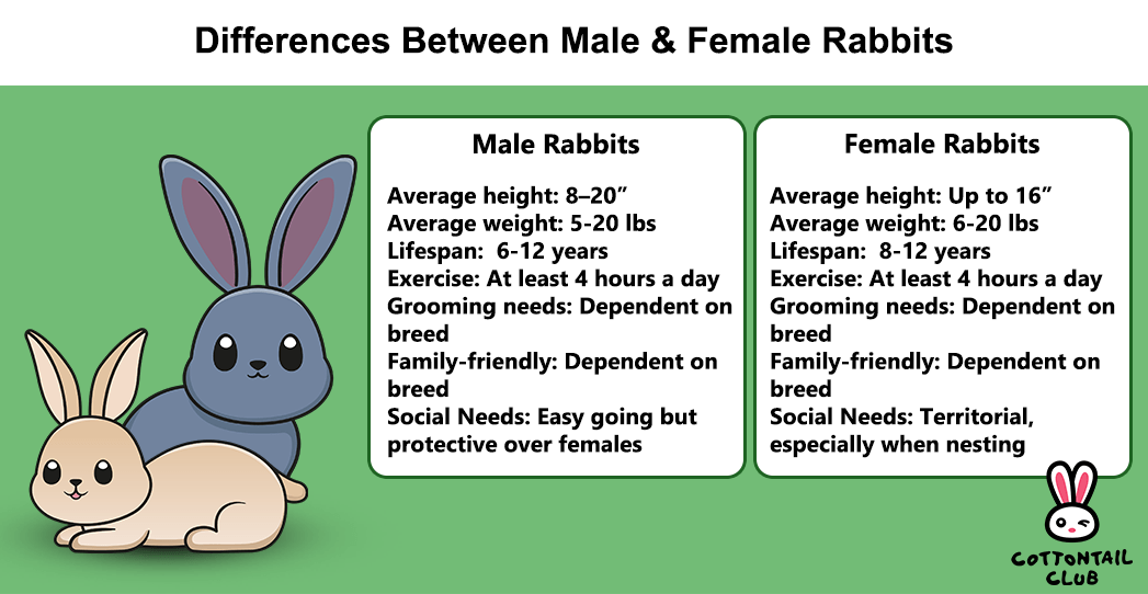 Differences Between Male & Female Rabbits Cottontail Club
