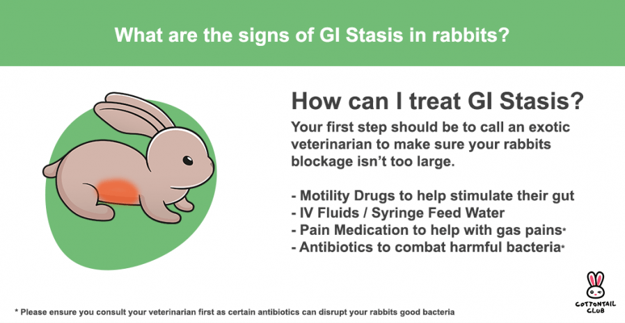 How to treat GI Stasis infographic