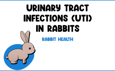 Urinary Tract