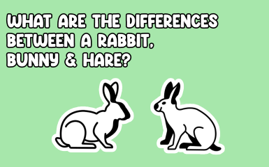 What are the differences between a rabbit and hare