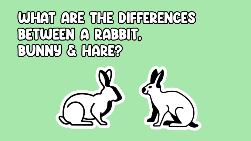 What are the differences between a rabbit and hare