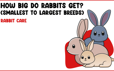 How Big Do Rabbits Get