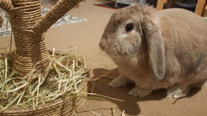 Cute rabbit eating hay