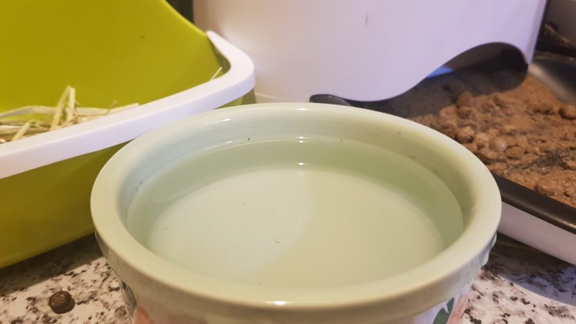 Bowl of water for rabbits