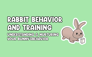 Rabbit Behavior & Training