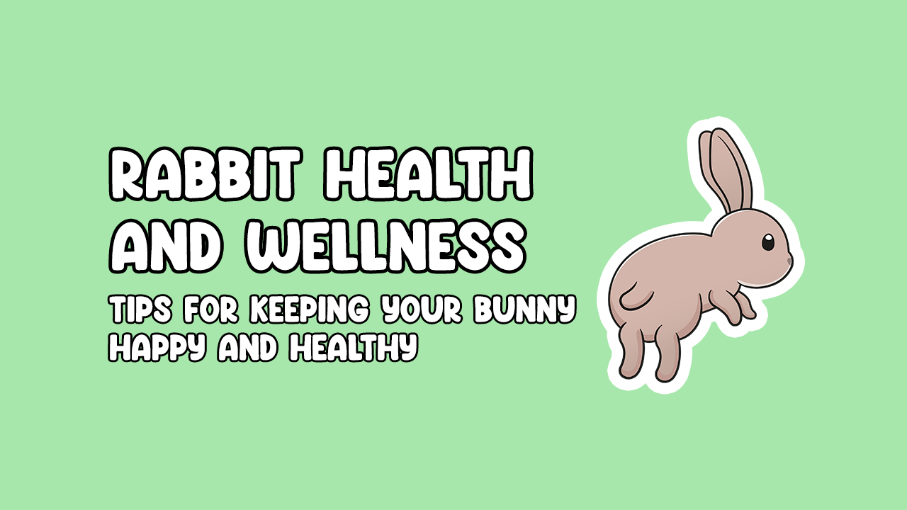 Rabbit Health and Wellness: Tips for Keeping Your Bunny Happy and ...