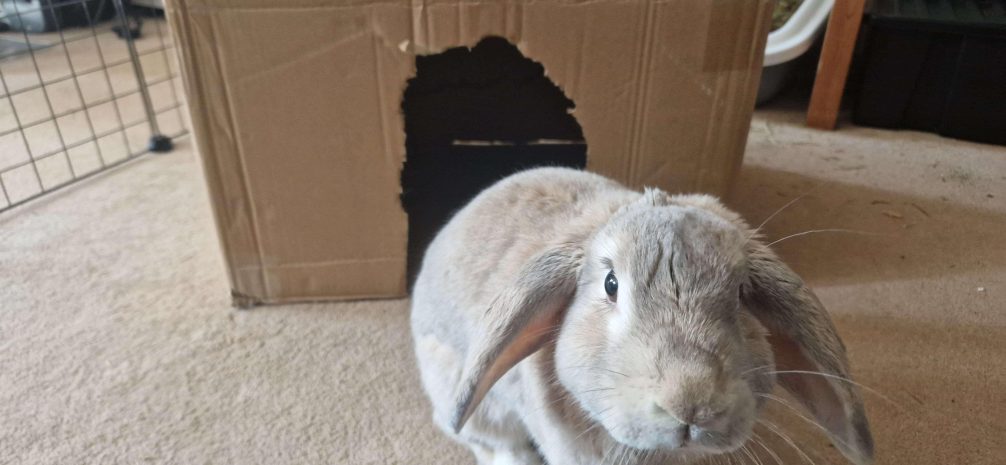 Rabbit Hiding Cardboard Box