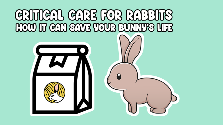 Critical Care For Rabbits How It Can Save Your Bunny S Life   Critical Care For Rabbits 768x432 