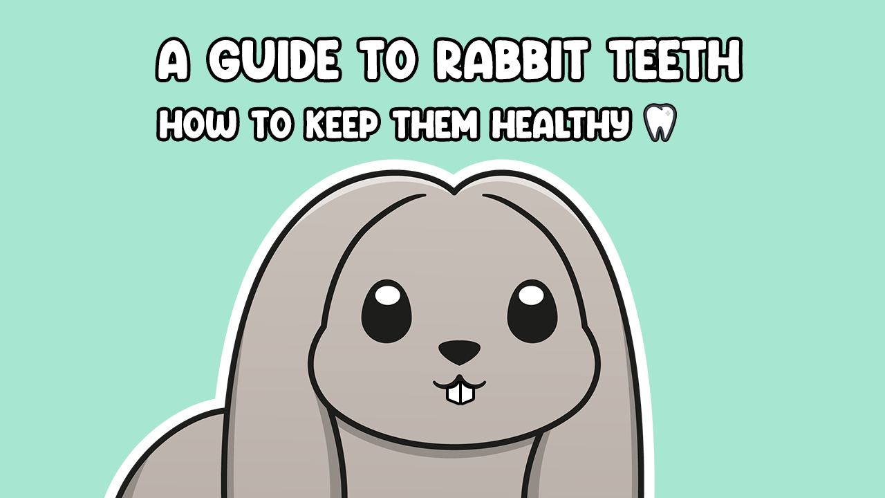 A Guide to Rabbit Teeth: How to Keep Them Healthy | Cottontail Club