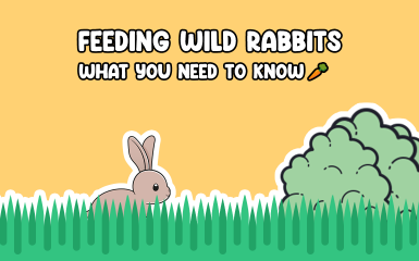 What to feed a wild rabbit